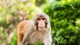 Florida City on High Alert After Multiple Reports of Monkeys Wandering the Town