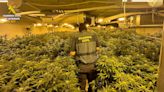 La Guardia Civil desmantela en la Vega Media un grupo criminal que cultivaba y exportaba marihuana a Europa