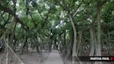 Asia’s largest botanical garden in West Bengal fights to save trees uprooted by cyclones