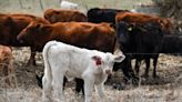 Ranchers say they’re waiting months for brand registrations
