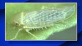 Emergency proclamation aims to fight insects ruining tomatoes in Fresno County