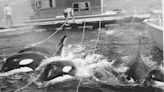 What did Lolita look like through the years at the Miami Seaquarium? See for yourself