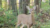 American marten reintroduction, antlerless deer licenses totals among topics for meeting