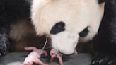 Giant panda twins born in South Korea for the 1st time