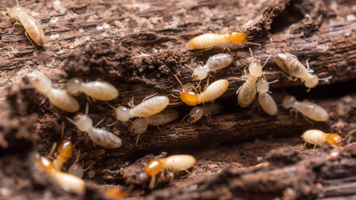 Termite swarm season is here: What to do to protect your home