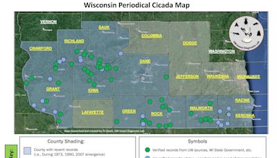 See photos of the hordes of 17-year cicadas currently emerging throughout Wisconsin