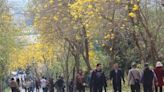 二水森林步道黃花風鈴木大爆發吸引大批遊客打卡