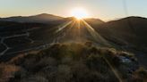 Californian tree that survived the Ice Age now in grave danger