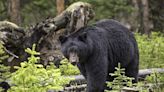 DNR increases number of licenses, kill quota for fall bear hunting season