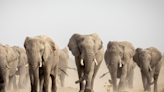 Watch as a Herd of Elephants Try to Outrun a Flash Flood in Namib Desert