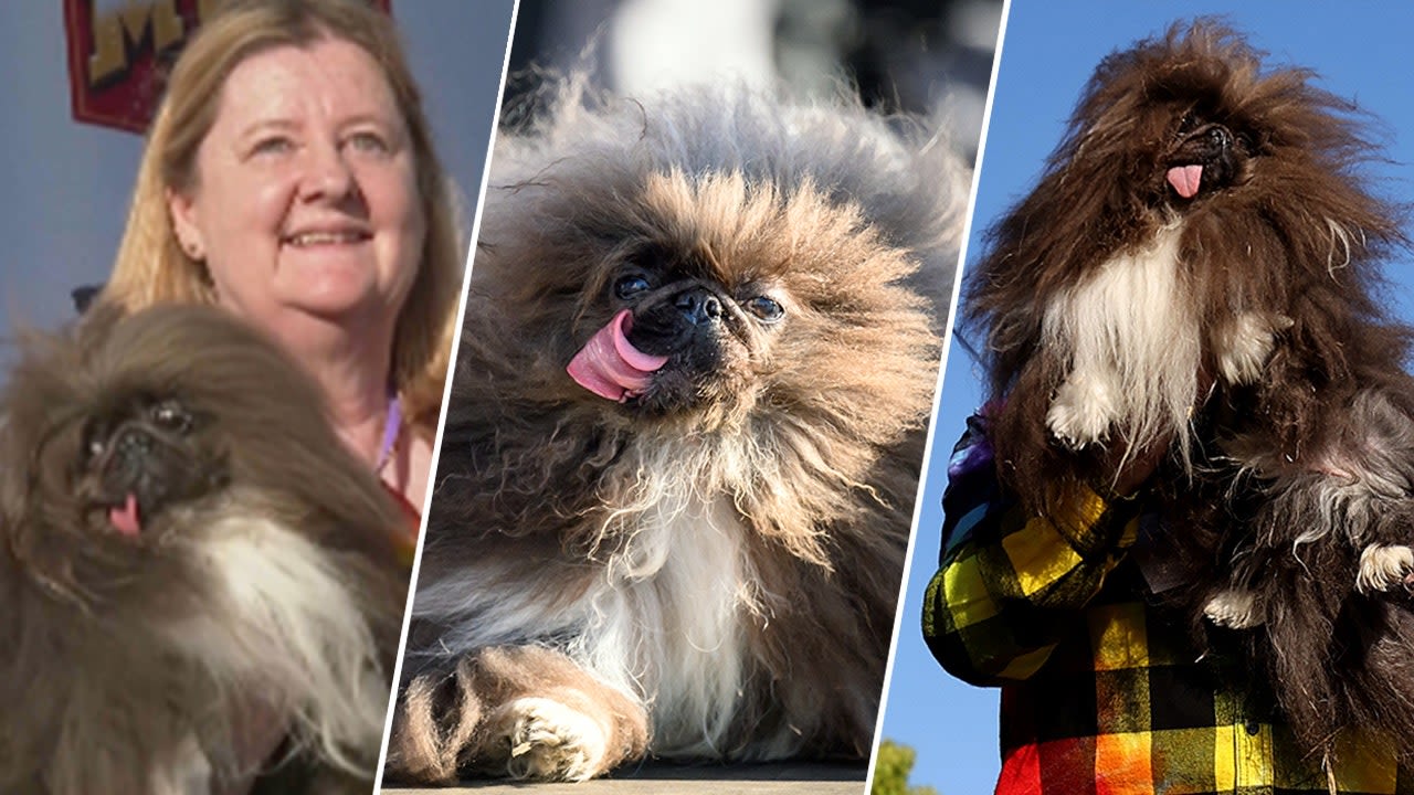 'Wild Thang' lives up to his name, finally crowned 'World's Ugliest Dog' after years of falling short