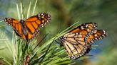 A bride released butterflies in honour of her late father. Instead of flying away, they stuck by her side