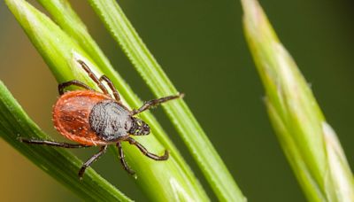 It's Tick Awareness Week. What to know about the diseases they carry, how to prevent bites