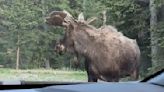 Moose chased by bear stops to look back; ‘You still coming?’