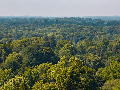 ‘My Property, My Trees’: New Tree-Cutting Law Divides N.Y. Town