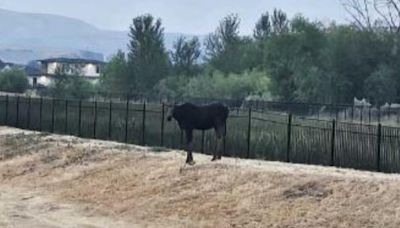 Moose on the loose: Moose spotted in Southeast Boise