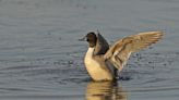 Driftwood Outdoors: Breeding duck decline could spell trouble for hunting