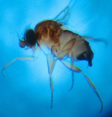 Flies + Electricity = Fewer Fire Ants