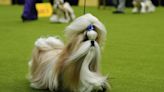 Westminster dog show is a study in canine contrasts as top prize awaits