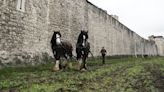 Shire horses prepare Tower of London moat for wildflower display