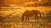 Smoke from Canada wildfire still blanketing Florida. Here's how to protect your pets