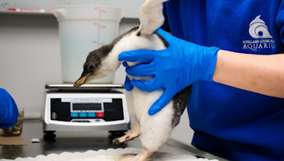 Baby penguin born at Loveland Living Planet Aquarium after TikTok ‘dating show’ survives illness