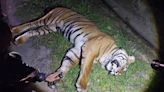Tiger found dead in Bentong, third death involving mammal in six months