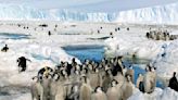 Record sea ice melt in Antarctica doomed thousands of penguin chicks to a watery grave