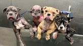 Puppies rescued from bucket left on Las Vegas sidewalk