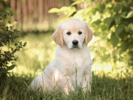 Golden Retriever Puppy Can't Stand the Sun and People Are Having a Field Day