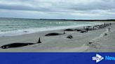 Medics euthanise 12 whales found alive among mass stranding of 77 on Orkney