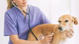 Heart Murmur in Dogs: Symptoms, Causes, & Treatments