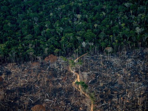 Desmatamento da amazônia é mais impactado por consumo do Brasil que por exportações