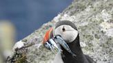 Grave threat of climate change to St Kilda's seabirds revealed in new study