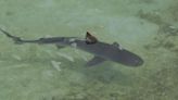 Hay más tiburones en las playas españolas: los motivos y qué precauciones tomar