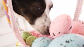 Can dogs and cats eat eggs? What to know about Easter food safety — best and worst foods to share with your pets
