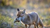 Scientists spy the first ever fishing fox