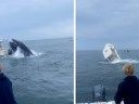 Watch: Humpback Whale Capsizes Boat, Launching Two Fishermen Overboard