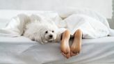 New Survey Finds Pet Parents Won't Be Sleeping Alone This Valentine's Day