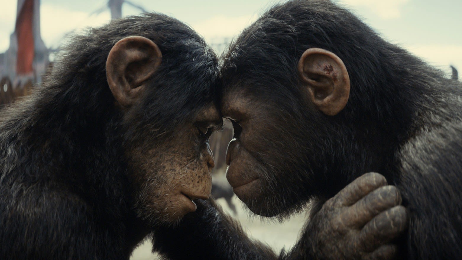 Kingdom of the Planet of the Apes: a solid summer blockbuster