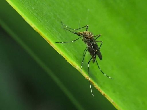 West Nile virus detected in dead crow in Gray