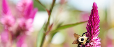 Promoting harmony: The coexistence of humans and local pollinators