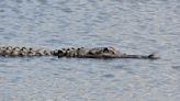 Watch: Alligator nabs angler’s catch with astonishing speed