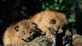 Dartmoor Zoo's runaway wild cat is now proud dad of two kits