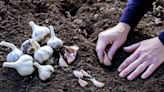 How To Plant Garlic From A Clove