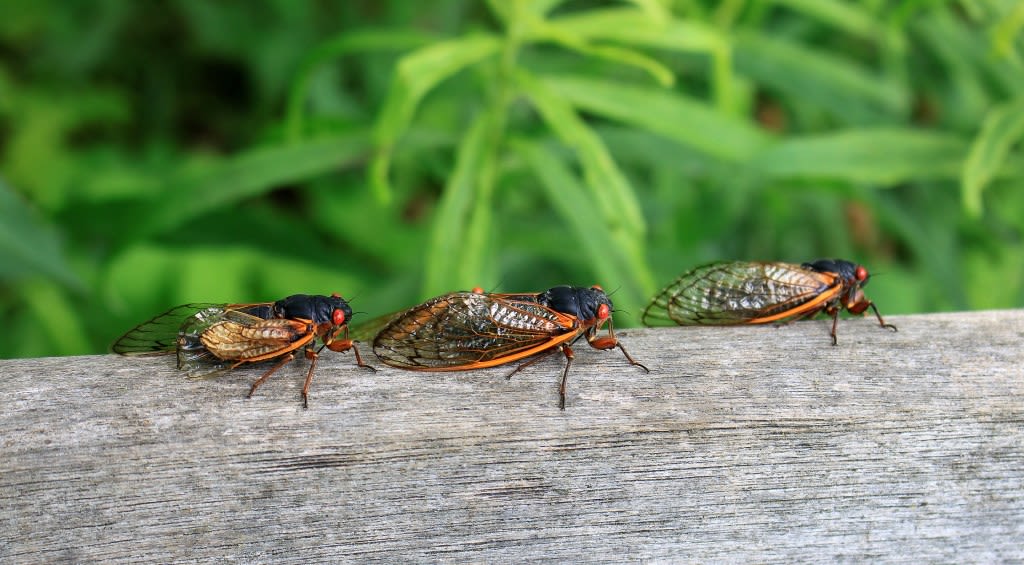 Column: Lake County’s cicada invasion a dud the likes of Y2K, Comet Kohoutek, Capone’s vault