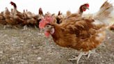 Expert weighs in on why recent bird flu outbreak is different