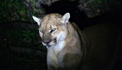 Puma ataca a dos hombres en el norte de California; fallece una de las víctimas - La Opinión