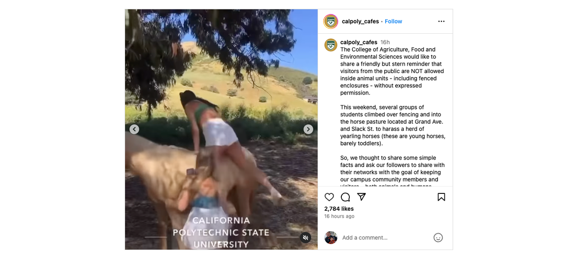 ‘Cal Poly is not a petting zoo’: Video shows students trying to ride horses in pasture