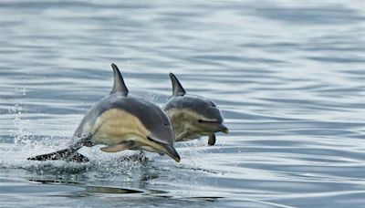 Dolphin Death Mystery as Dozens Wash Up On Beach